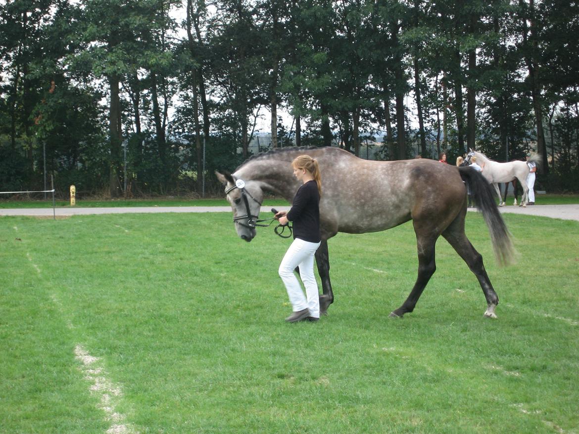 Holstener Ammeli billede 2