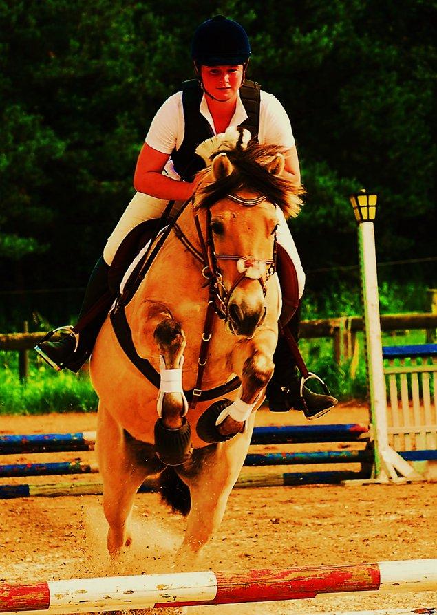 Fjordhest Kvornings Sisse R.I.P 02.12.12 billede 1