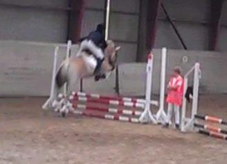 Fjordhest Kvornings Sisse R.I.P 02.12.12 billede 8