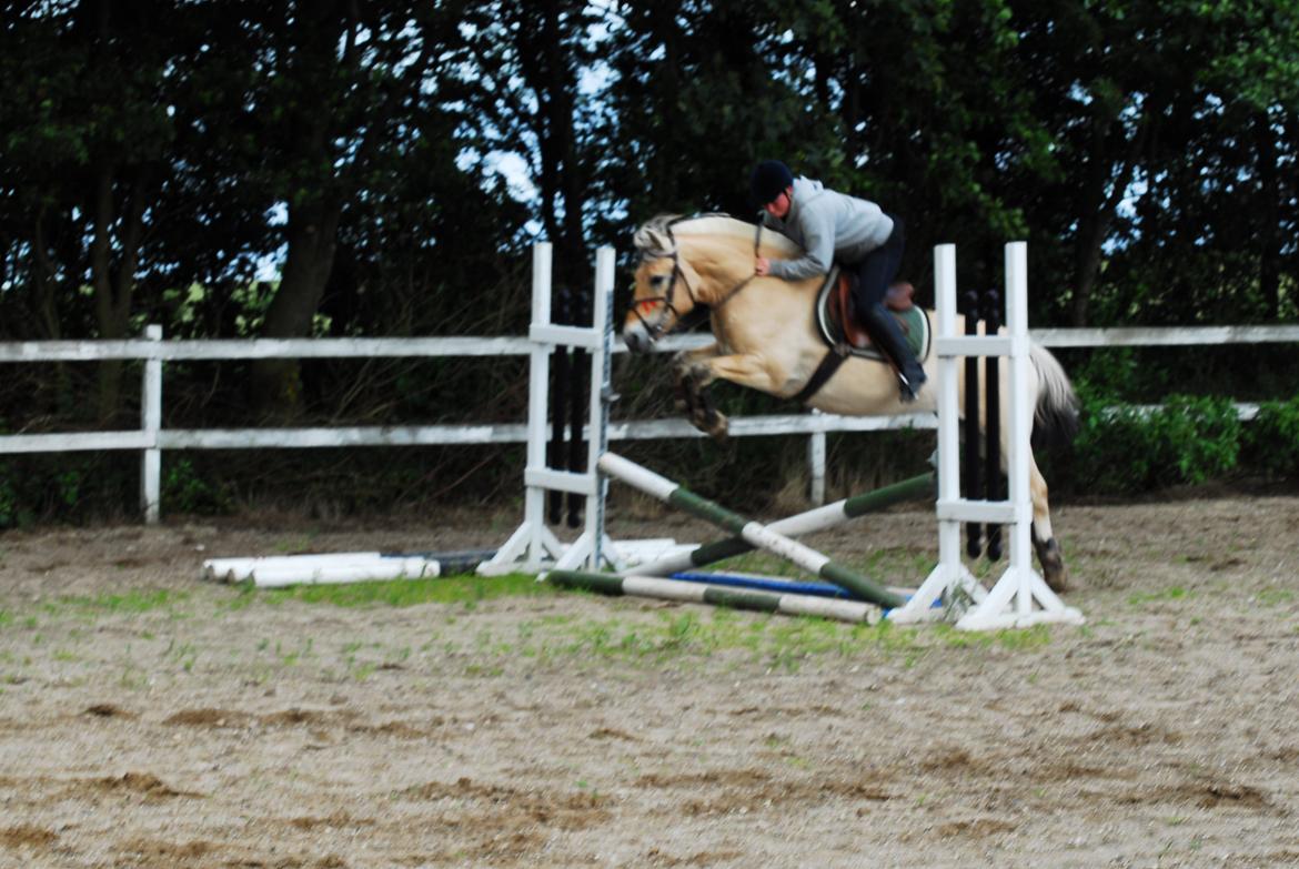 Fjordhest Kvornings Sisse R.I.P 02.12.12 billede 3