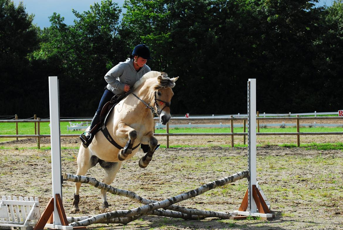 Fjordhest Kvornings Sisse R.I.P 02.12.12 billede 4