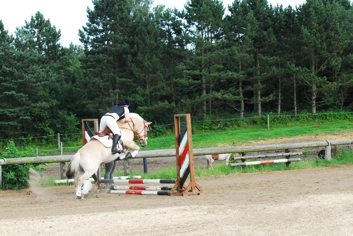 Fjordhest Kvornings Sisse R.I.P 02.12.12 billede 5