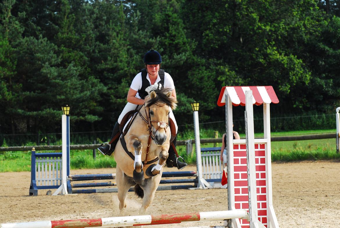 Fjordhest Kvornings Sisse R.I.P 02.12.12 billede 6