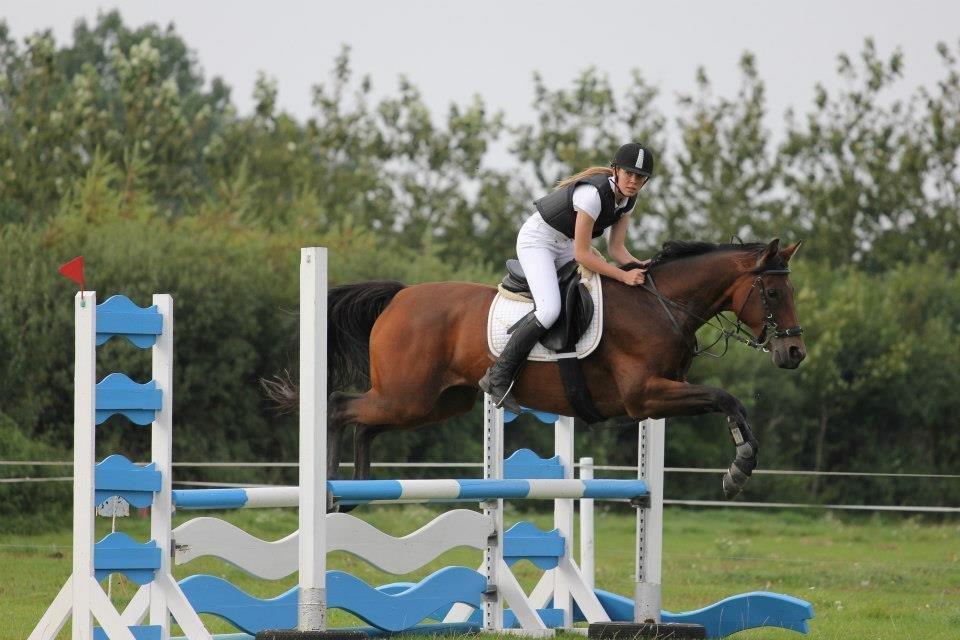 Anglo Araber (AA) Primula Vrå billede 1