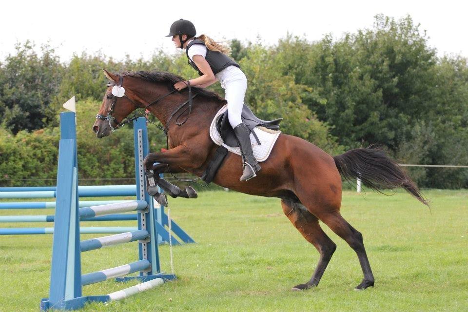 Anglo Araber (AA) Primula Vrå billede 2