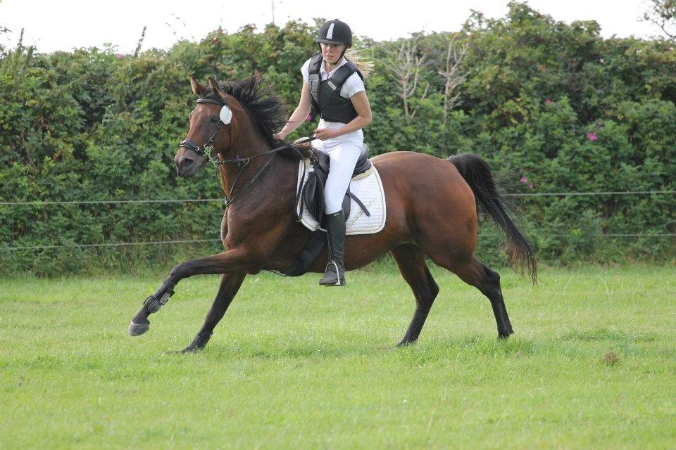 Anglo Araber (AA) Primula Vrå billede 3