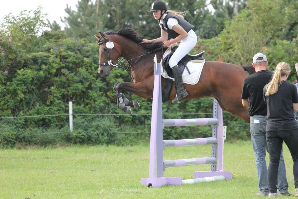 Anglo Araber (AA) Primula Vrå billede 4