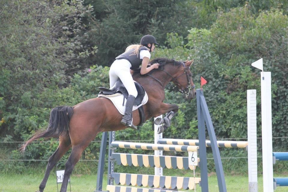 Anglo Araber (AA) Primula Vrå billede 5