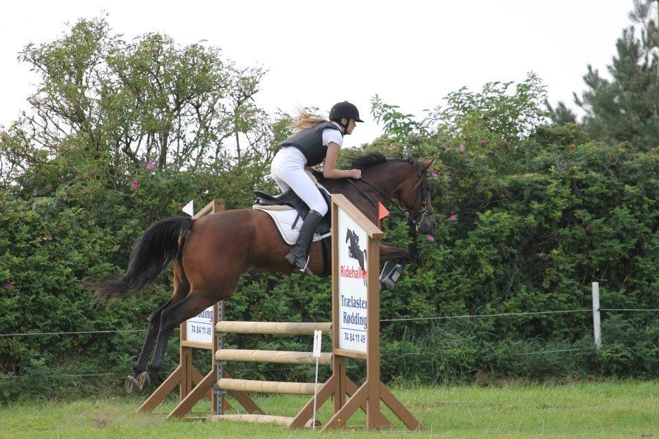 Anglo Araber (AA) Primula Vrå billede 6