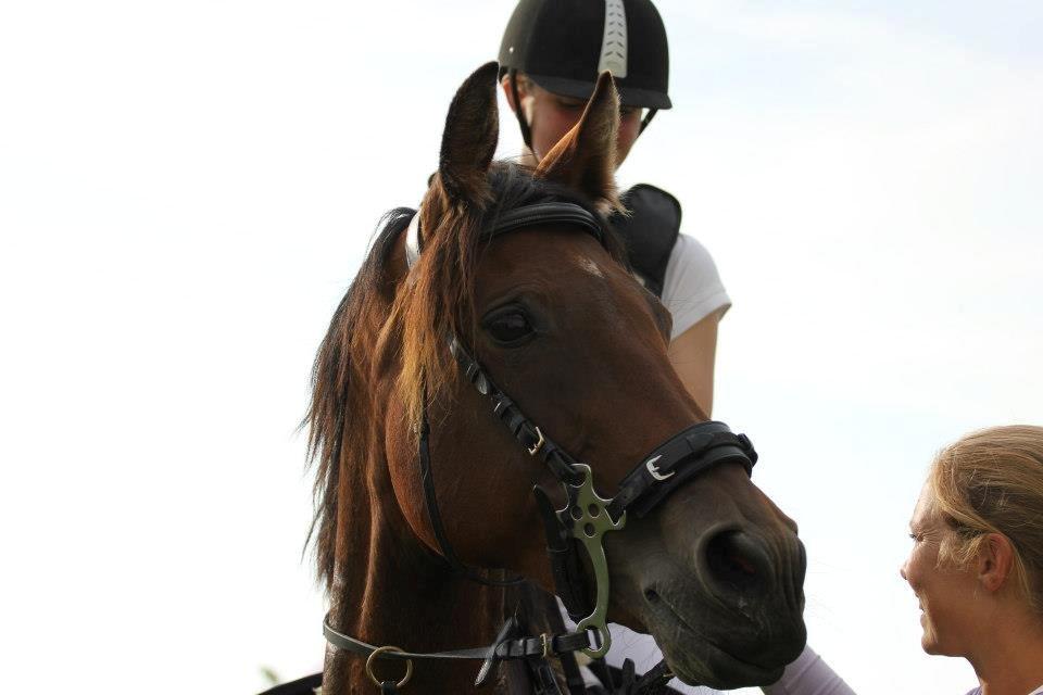 Anglo Araber (AA) Primula Vrå billede 7