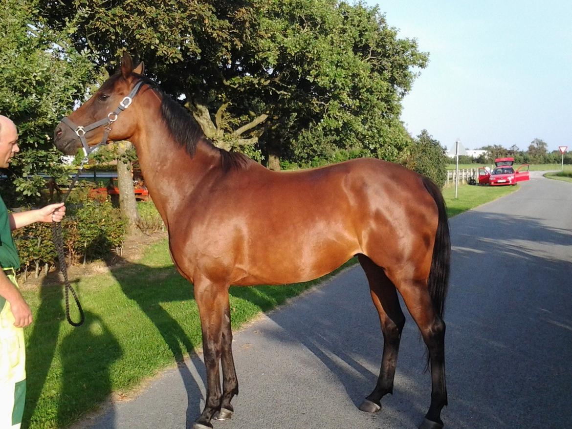 Anglo Araber (AA) Primula Vrå billede 8