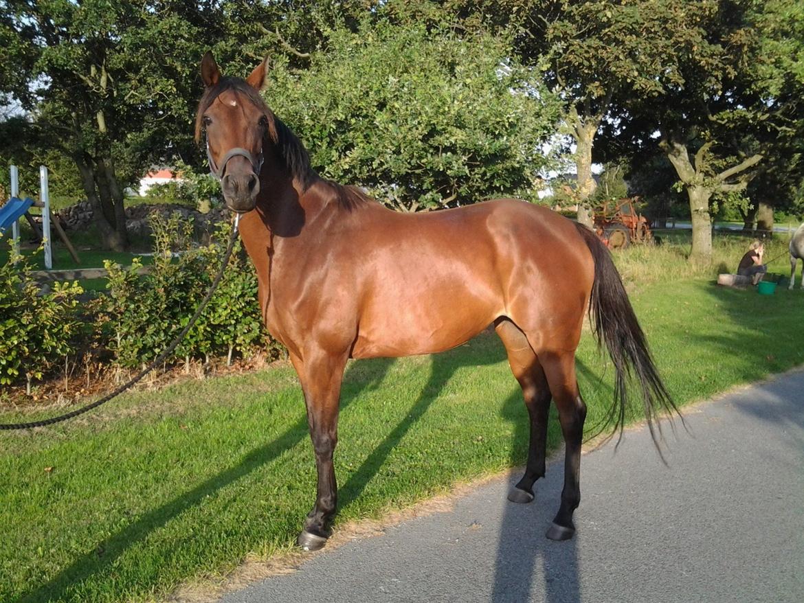 Anglo Araber (AA) Primula Vrå billede 9