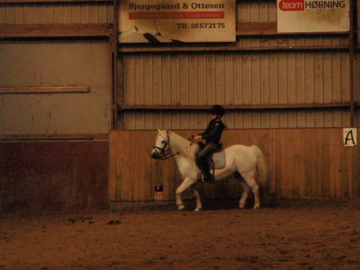 Anden særlig race Prins <3 - Inde og ride <3 billede 4