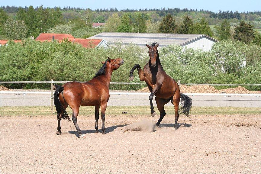 Trakehner MY FAIR TANGO billede 20