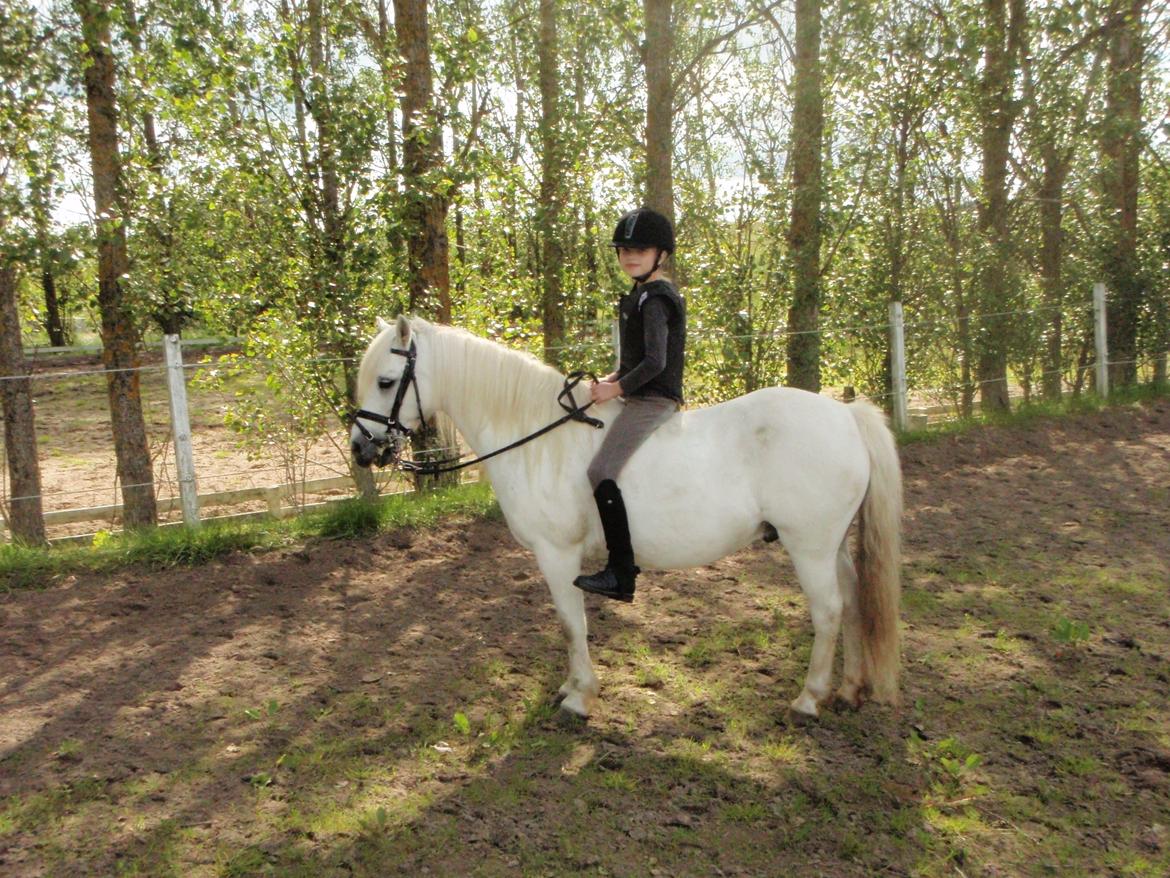 Anden særlig race Prins <3 billede 8