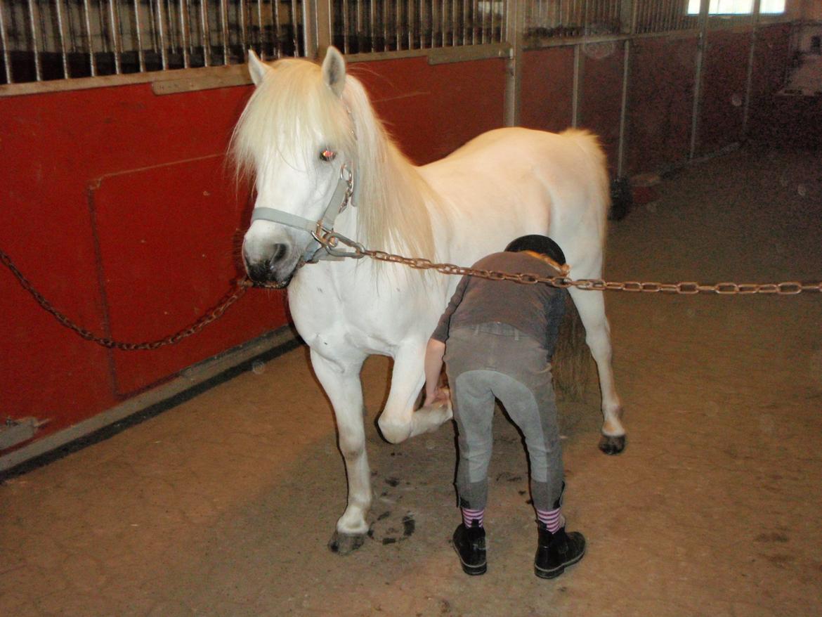 Anden særlig race Prins <3 billede 10