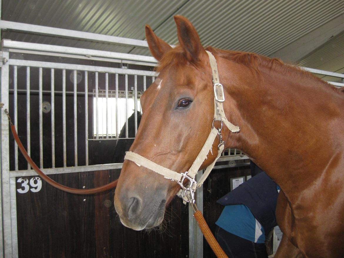 Dansk Varmblod Jarl billede 1