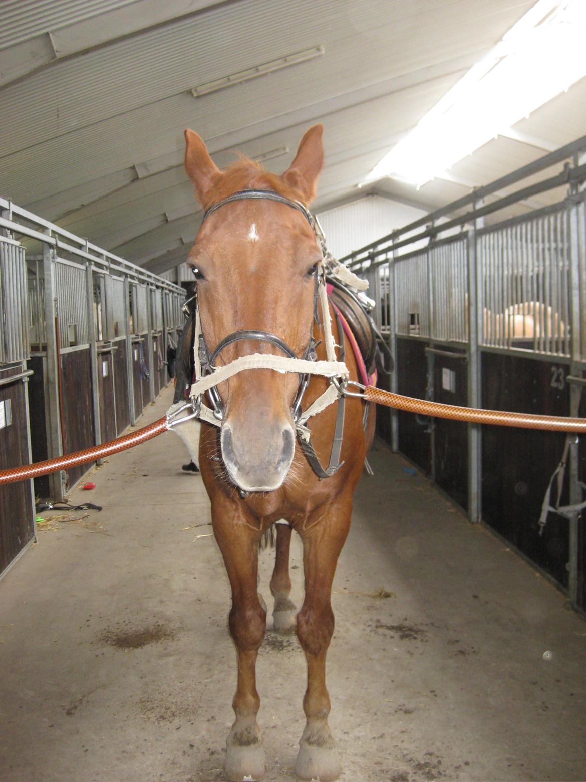 Dansk Varmblod Jarl billede 13