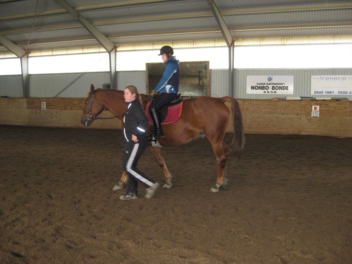 Dansk Varmblod Jarl billede 14