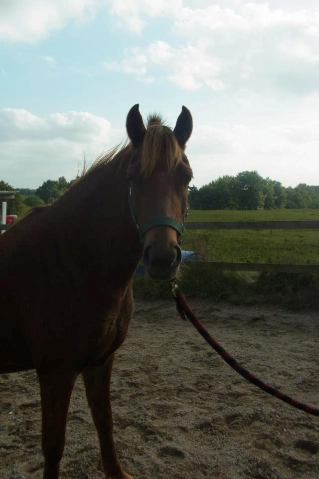 Welsh Pony (sec B) Låddenhøjs Nurit - Hygger oppe på ridebanen. billede 7