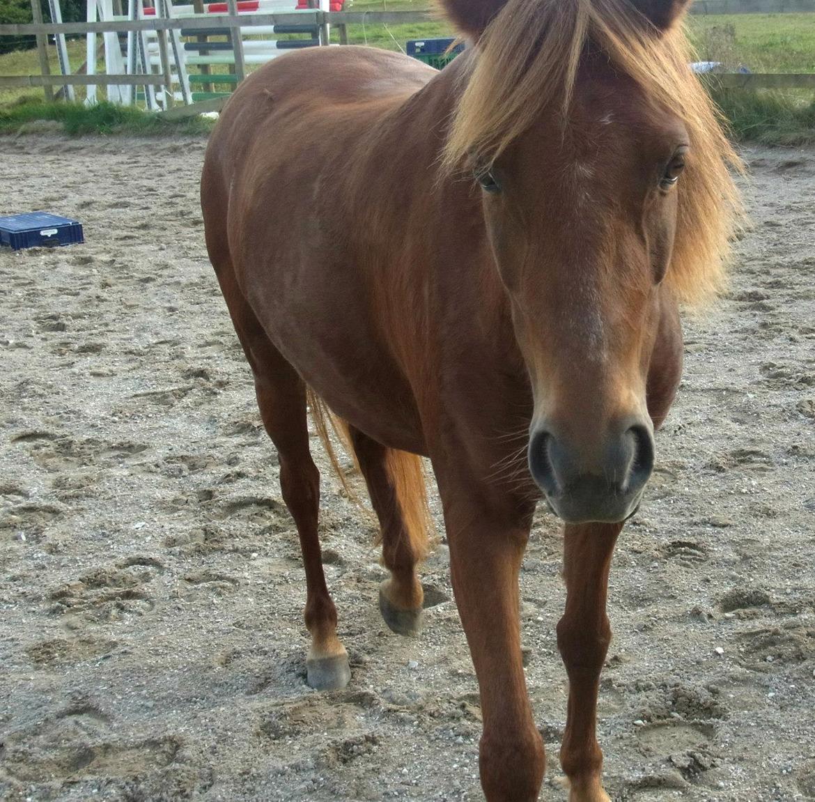 Welsh Pony (sec B) Låddenhøjs Nurit - Oppe på ridebanen, billede 1