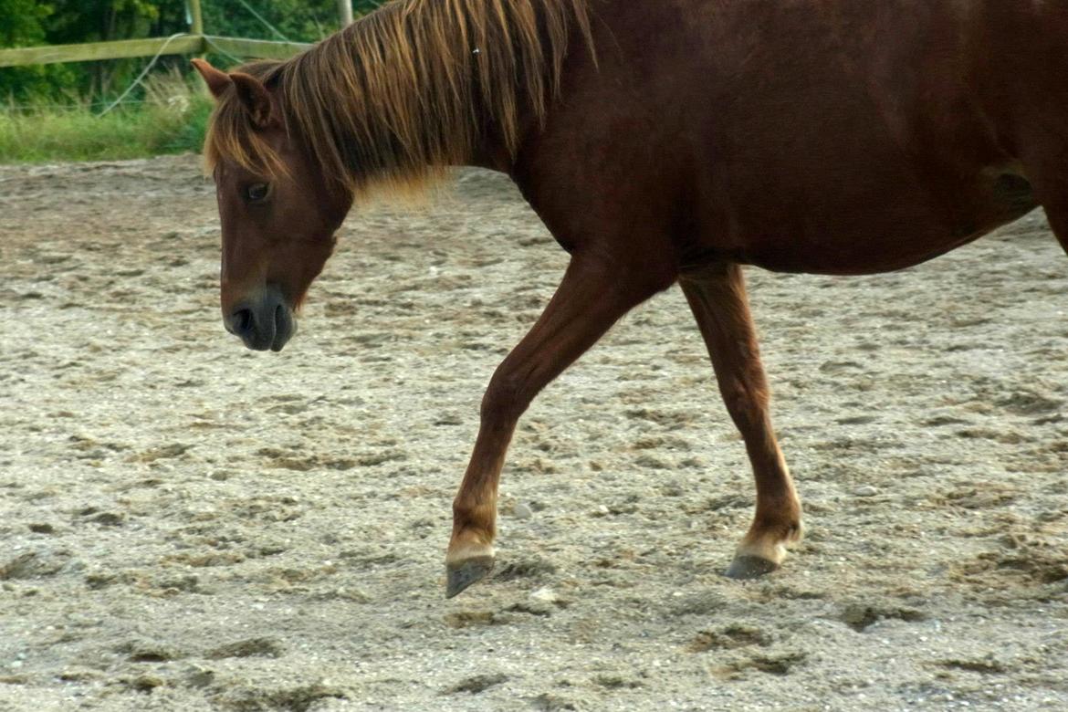Welsh Pony (sec B) Låddenhøjs Nurit - Nurit går rundt og snuser. billede 8