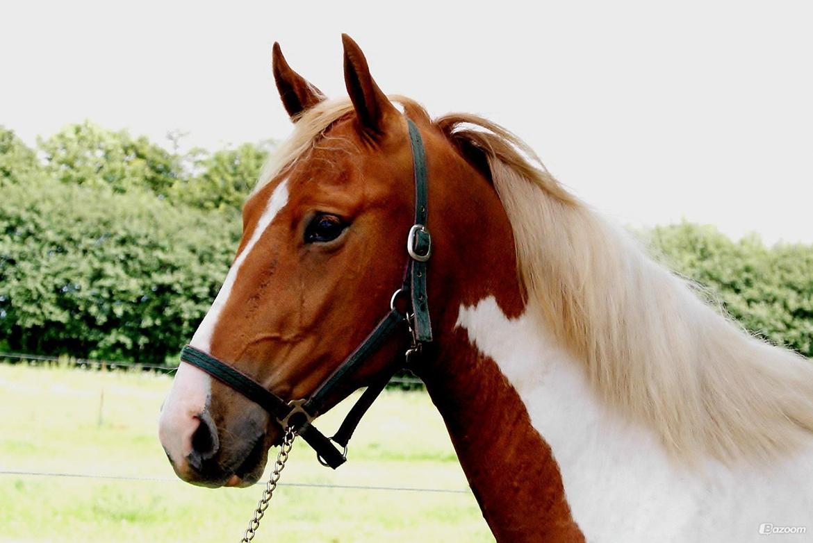 Pinto Claus billede 2