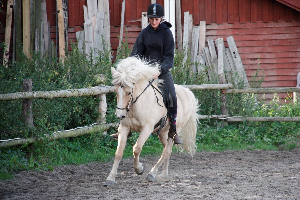 Islænder Ljomi R.I.P. billede 15