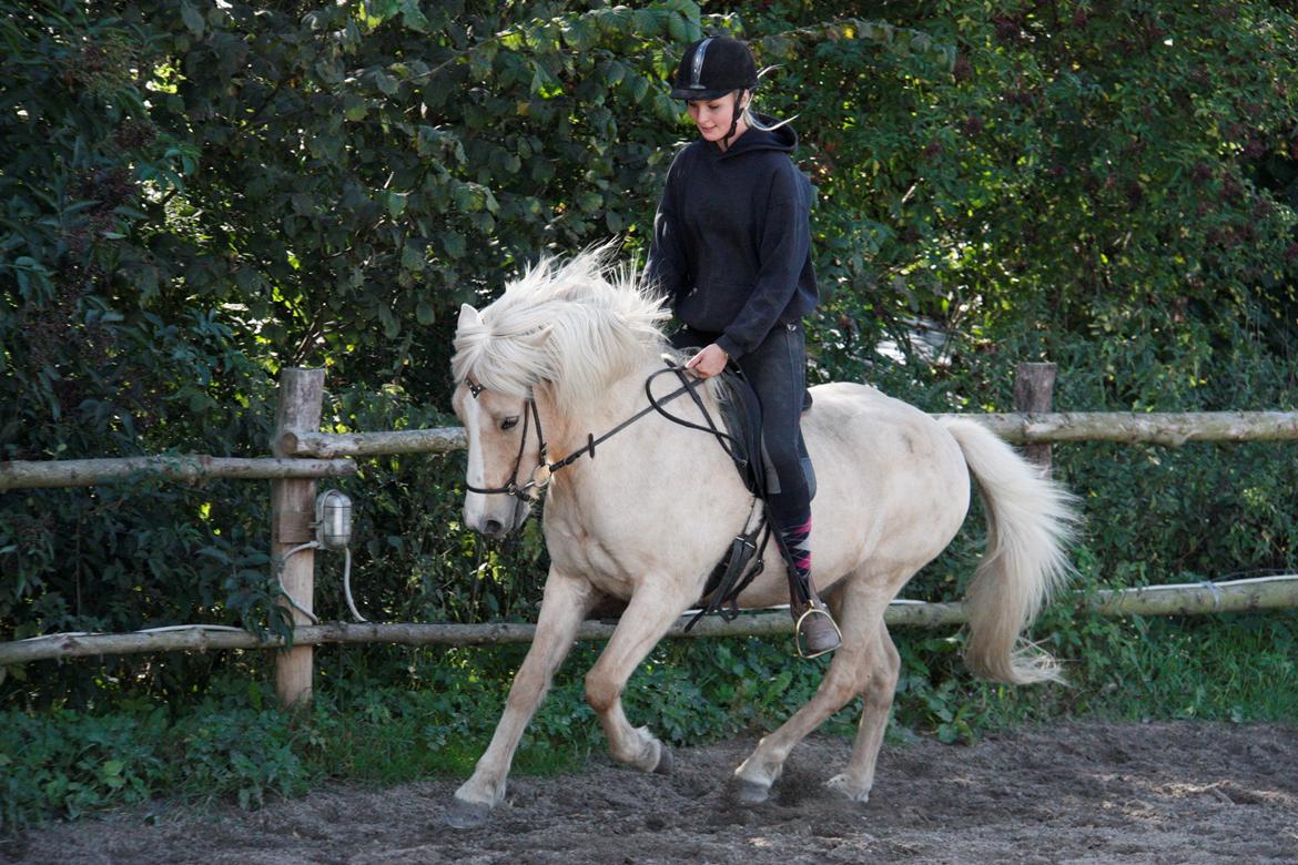 Islænder Ljomi R.I.P. billede 16