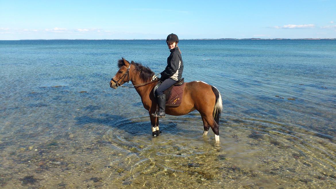 Anden særlig race Frig billede 16