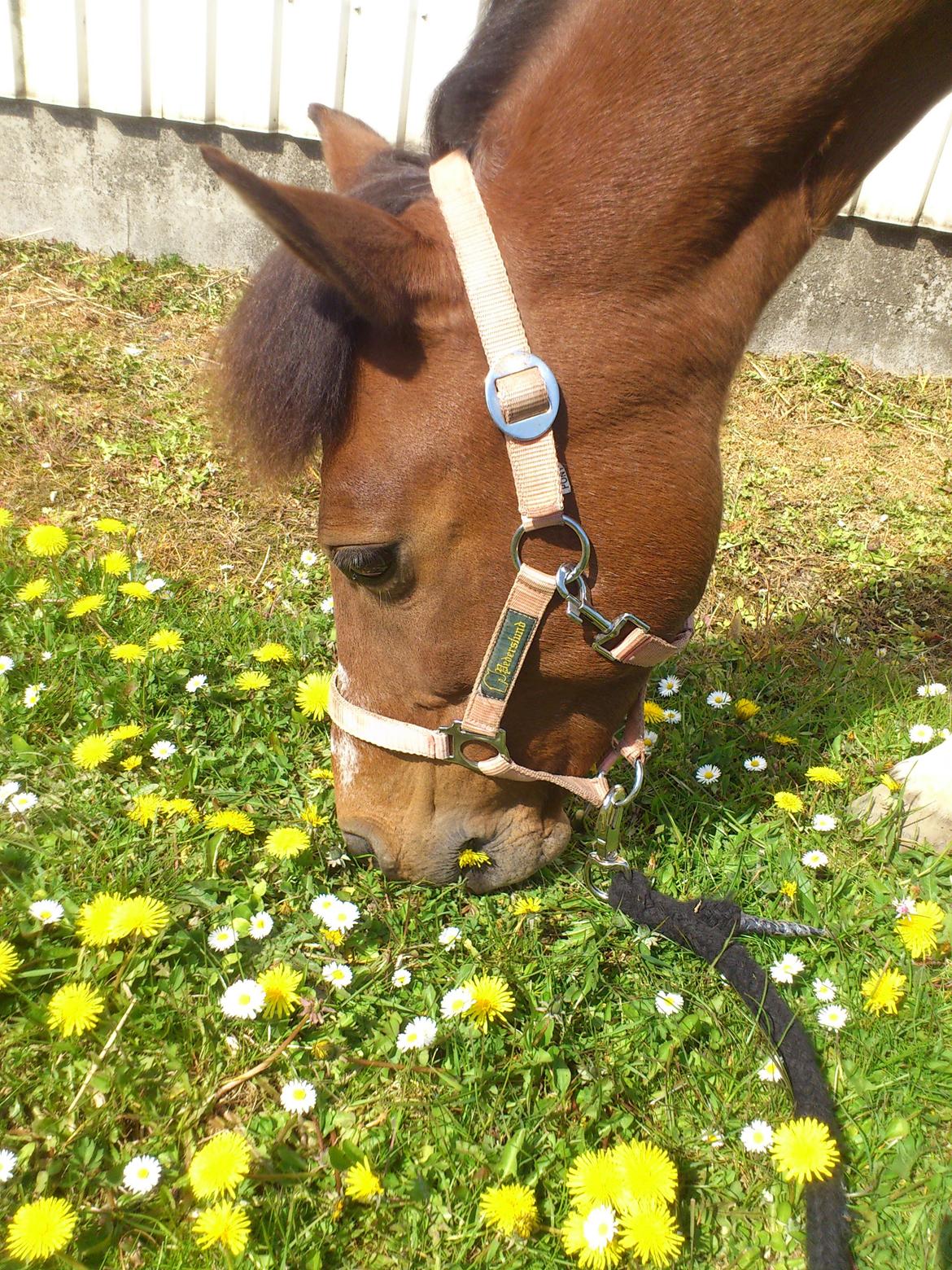 Anden særlig race Frig billede 17