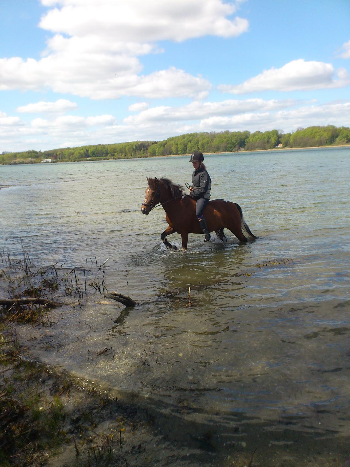 Anden særlig race Frig billede 18