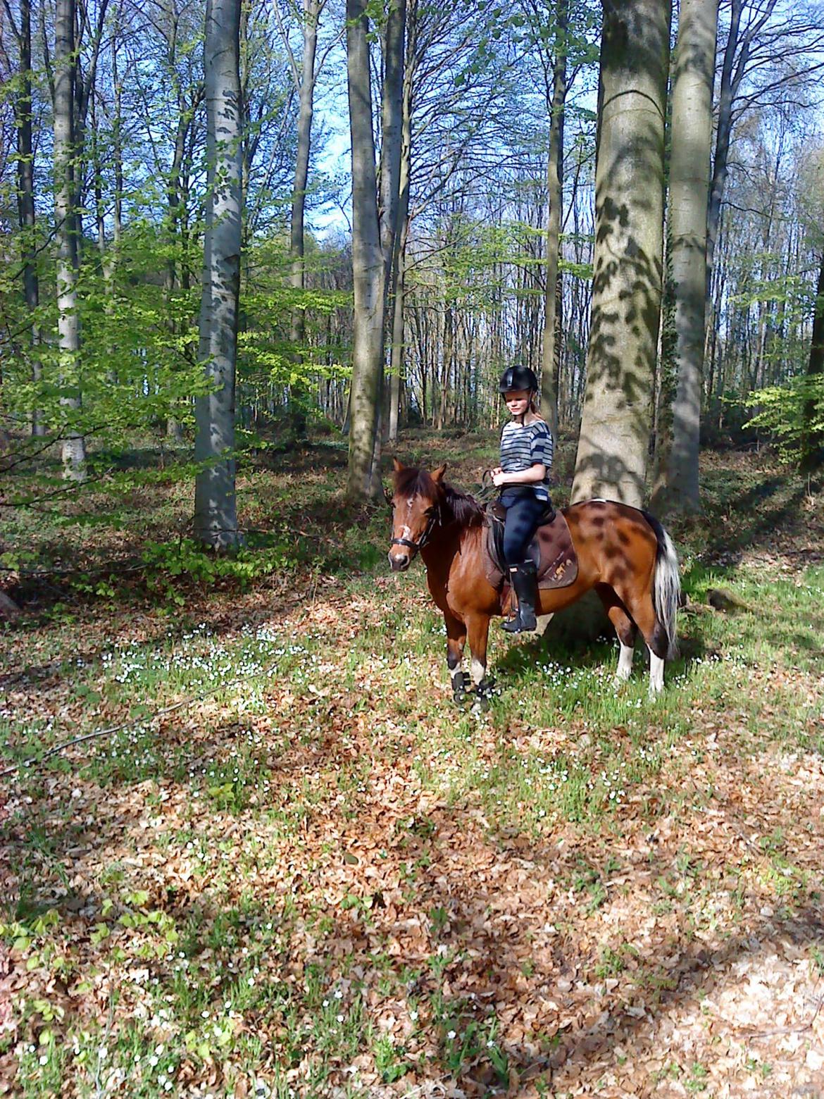 Anden særlig race Frig billede 20