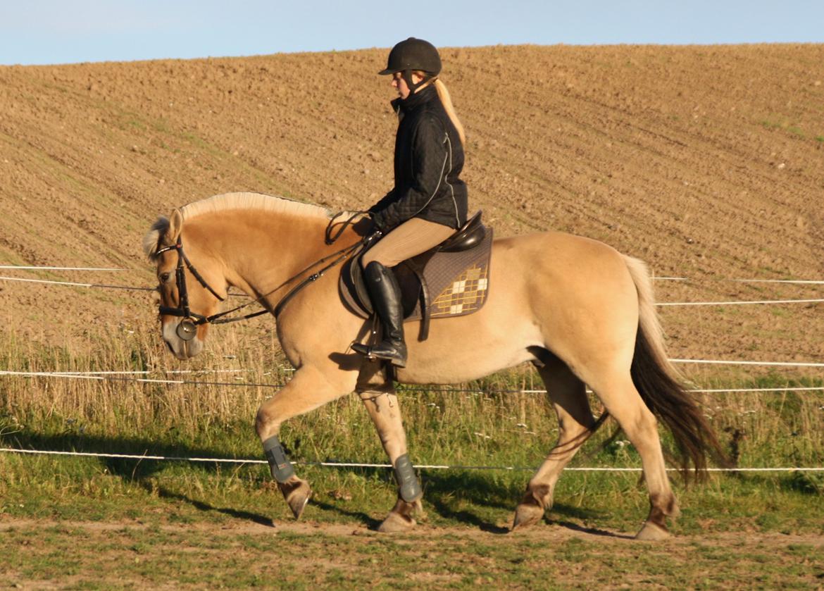 Fjordhest - Fabel Stanstorp - Trav billede 4