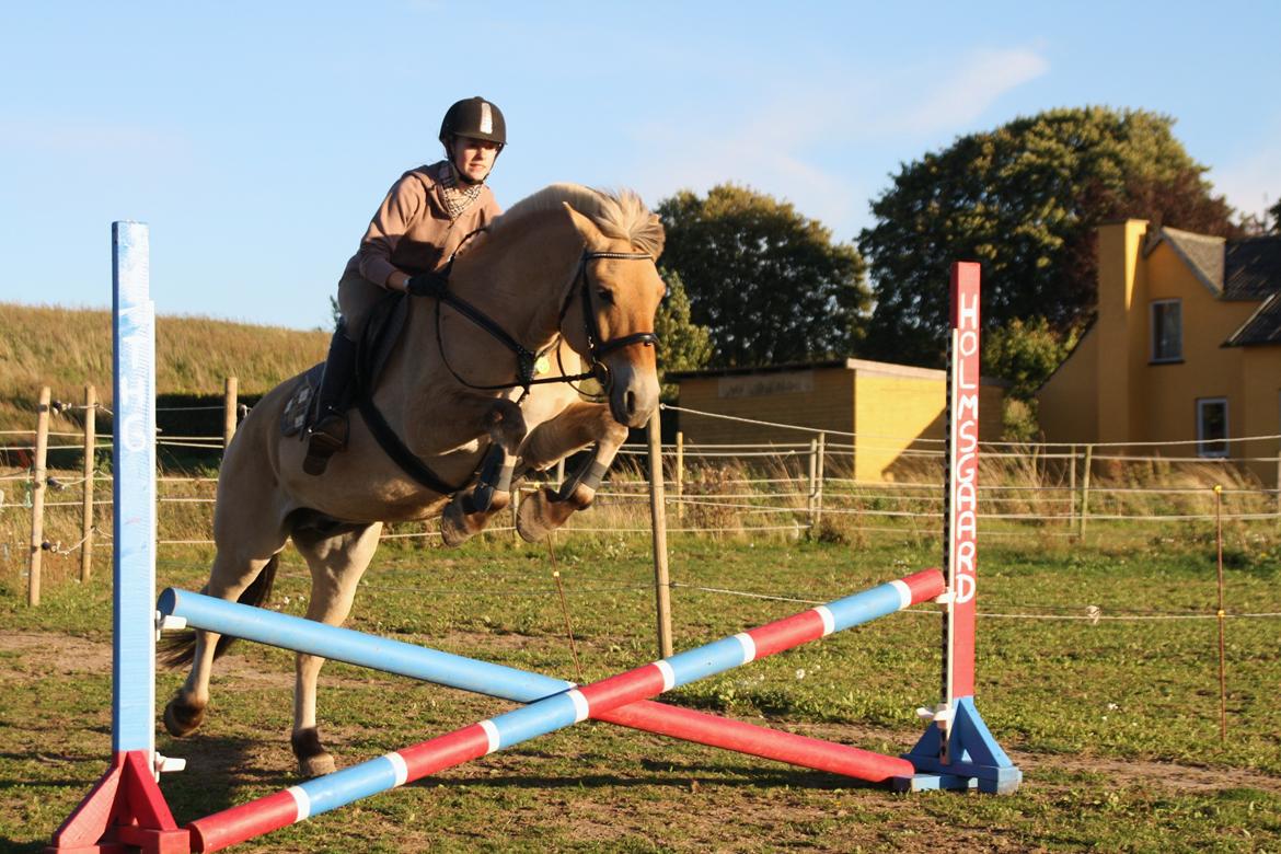 Fjordhest - Fabel Stanstorp - 40 cm! Giv den gas Fabel ;) <3 billede 17