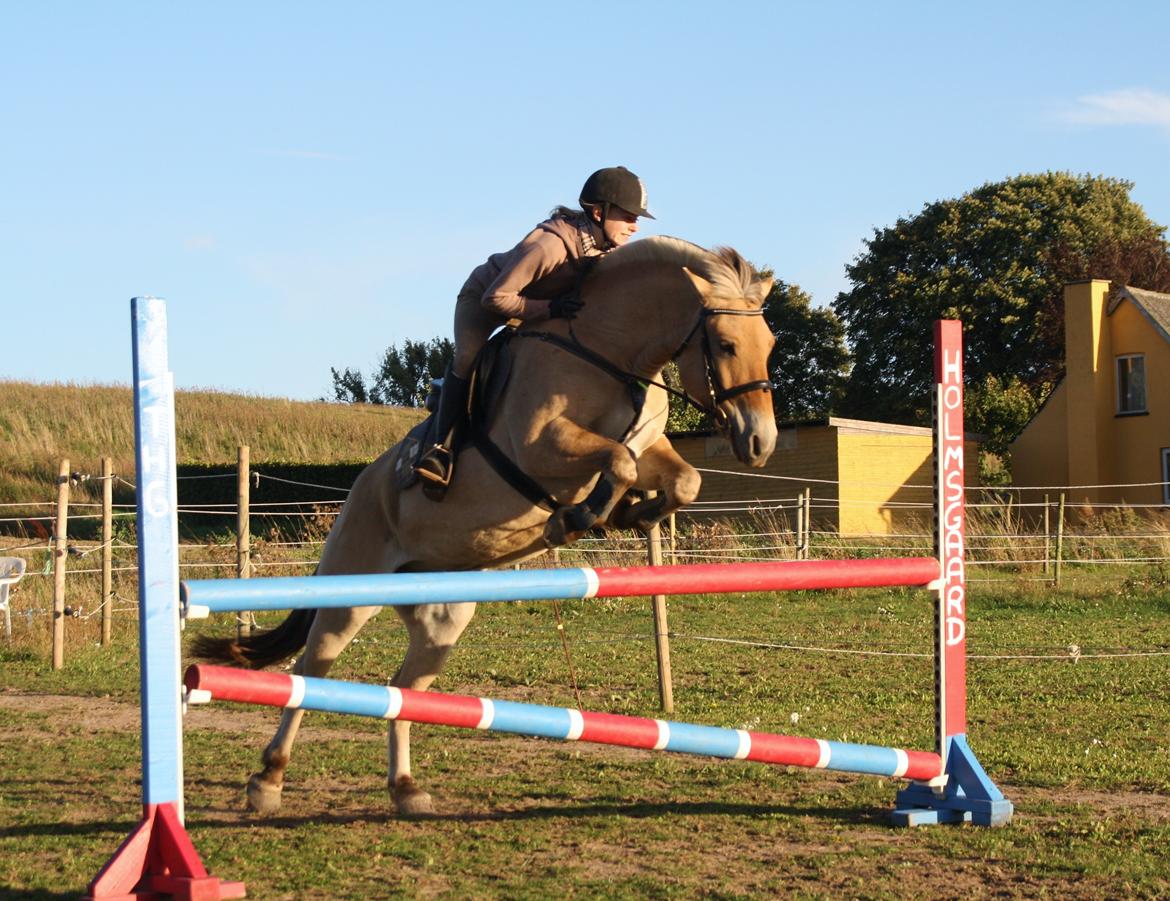 Fjordhest - Fabel Stanstorp - 95 cm! <3 billede 15