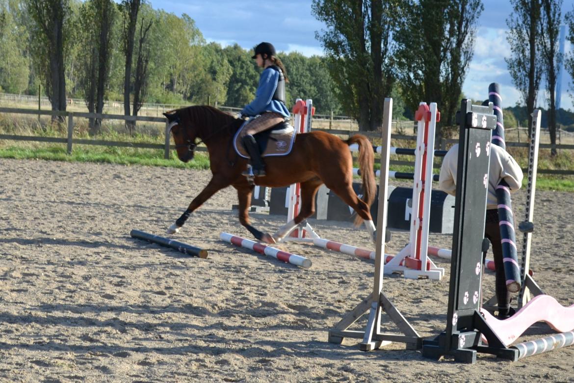 Anden særlig race Diablo billede 7