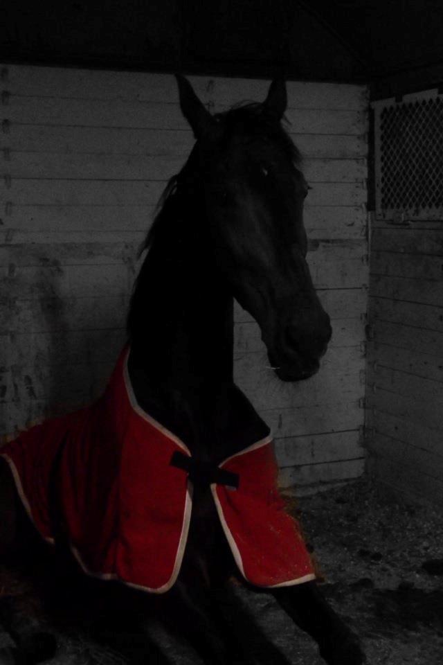 Hannoveraner Lord Dicaprio billede 17