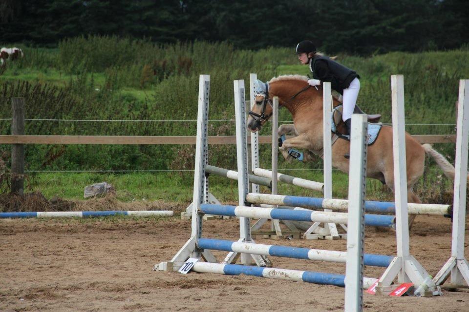 Haflinger | Cocio ~ MY SOULMATE!<3 R.I.P billede 6