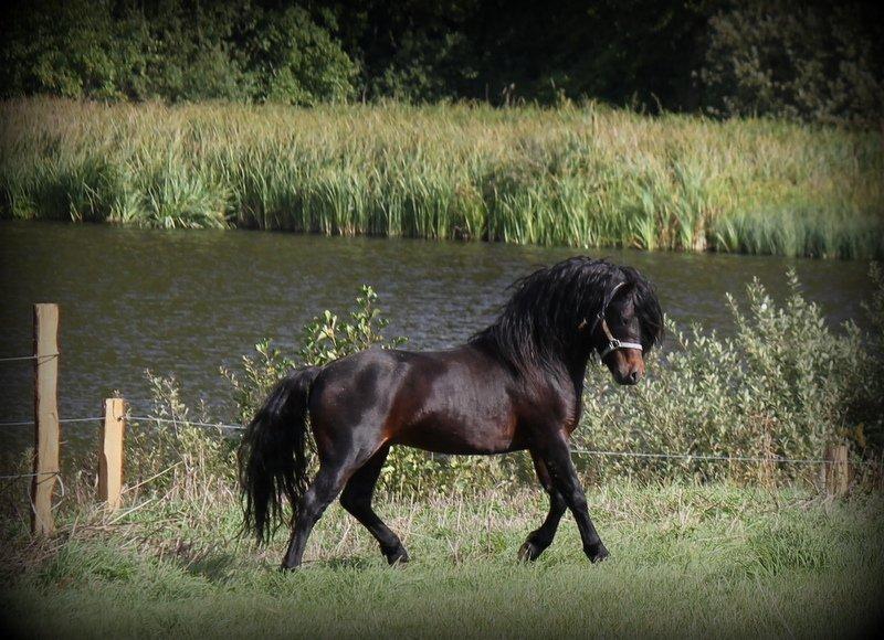 Dartmoor Babe's Vincent - Far: Flying Pokemon billede 13