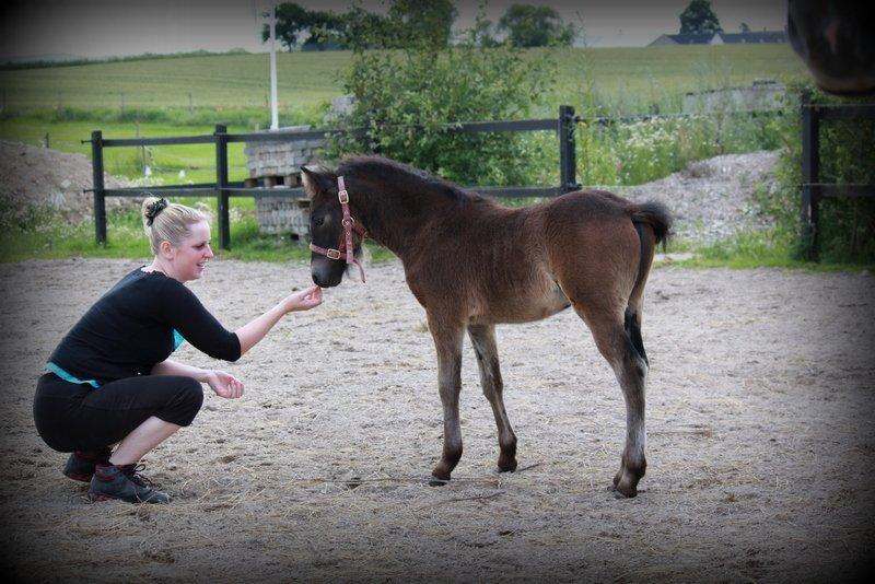 Dartmoor Babe's Vincent billede 2