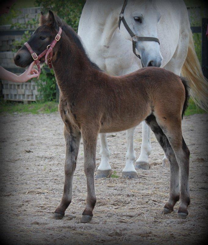 Dartmoor Babe's Vincent billede 3