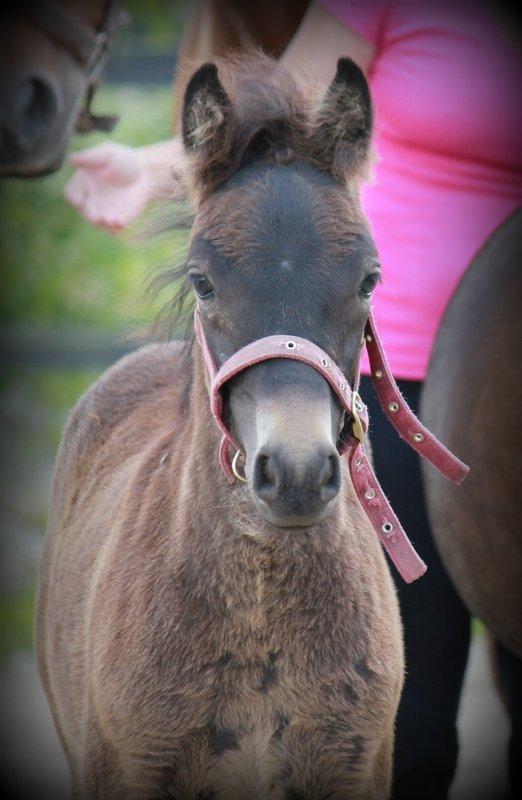 Dartmoor Babe's Vincent billede 4