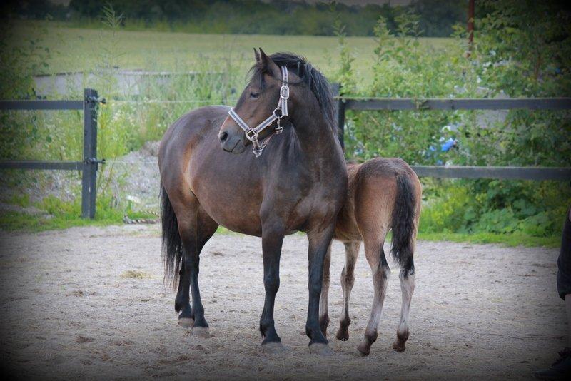 Dartmoor Babe's Vincent - Mor: Mannerup's Victoria Plum billede 12