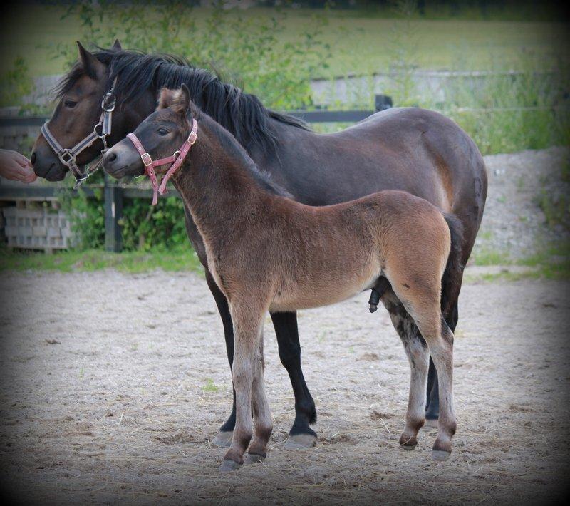 Dartmoor Babe's Vincent billede 5