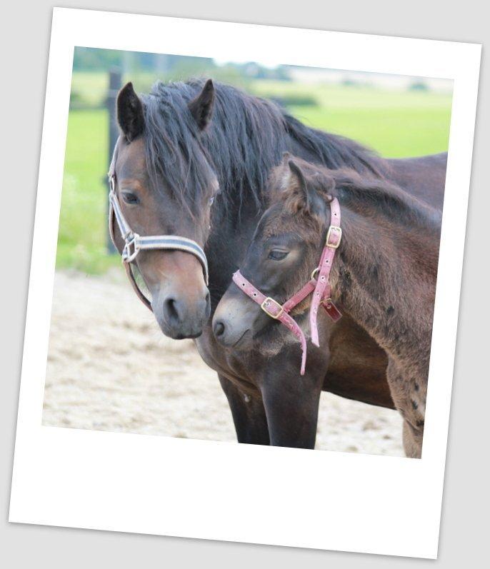 Dartmoor Babe's Vincent billede 6