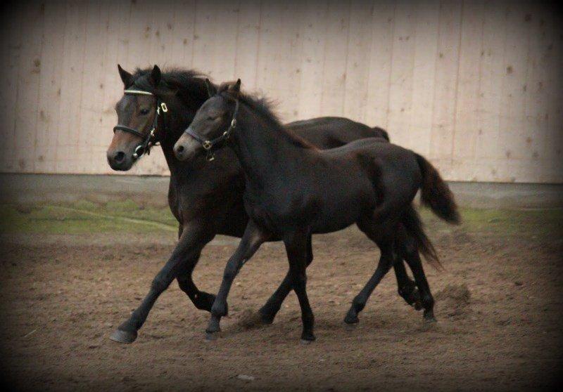 Dartmoor Babe's Vincent billede 7