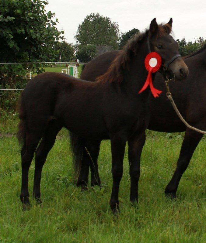 Dartmoor Babe's Vincent - Følbedømmelse 2011 billede 8