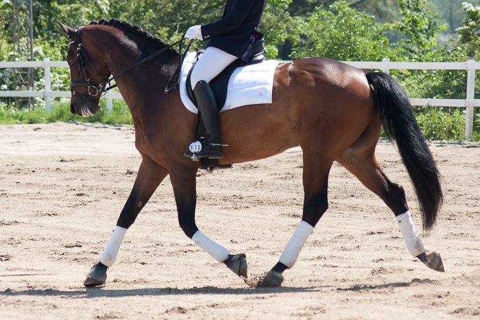 Dansk Varmblod Ibrahim billede 9