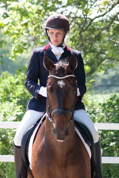 Dansk Varmblod Ibrahim billede 13